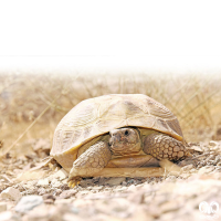 گونه لاکپشت آسیایی Russian Turtle